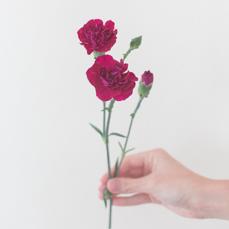 fuchsia berry mini carnations