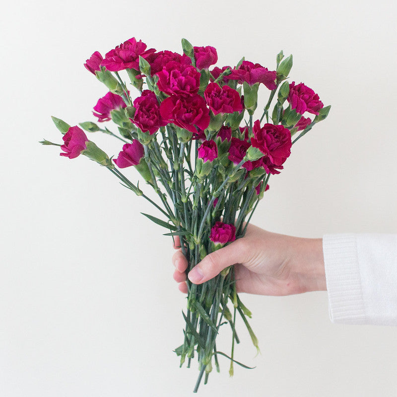 fuchsia berry mini carnations