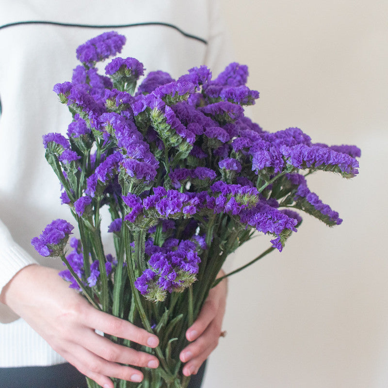 indigo blue statice flower