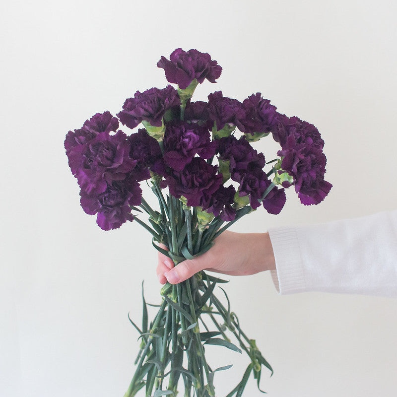 Dark Purple Carnation Flower