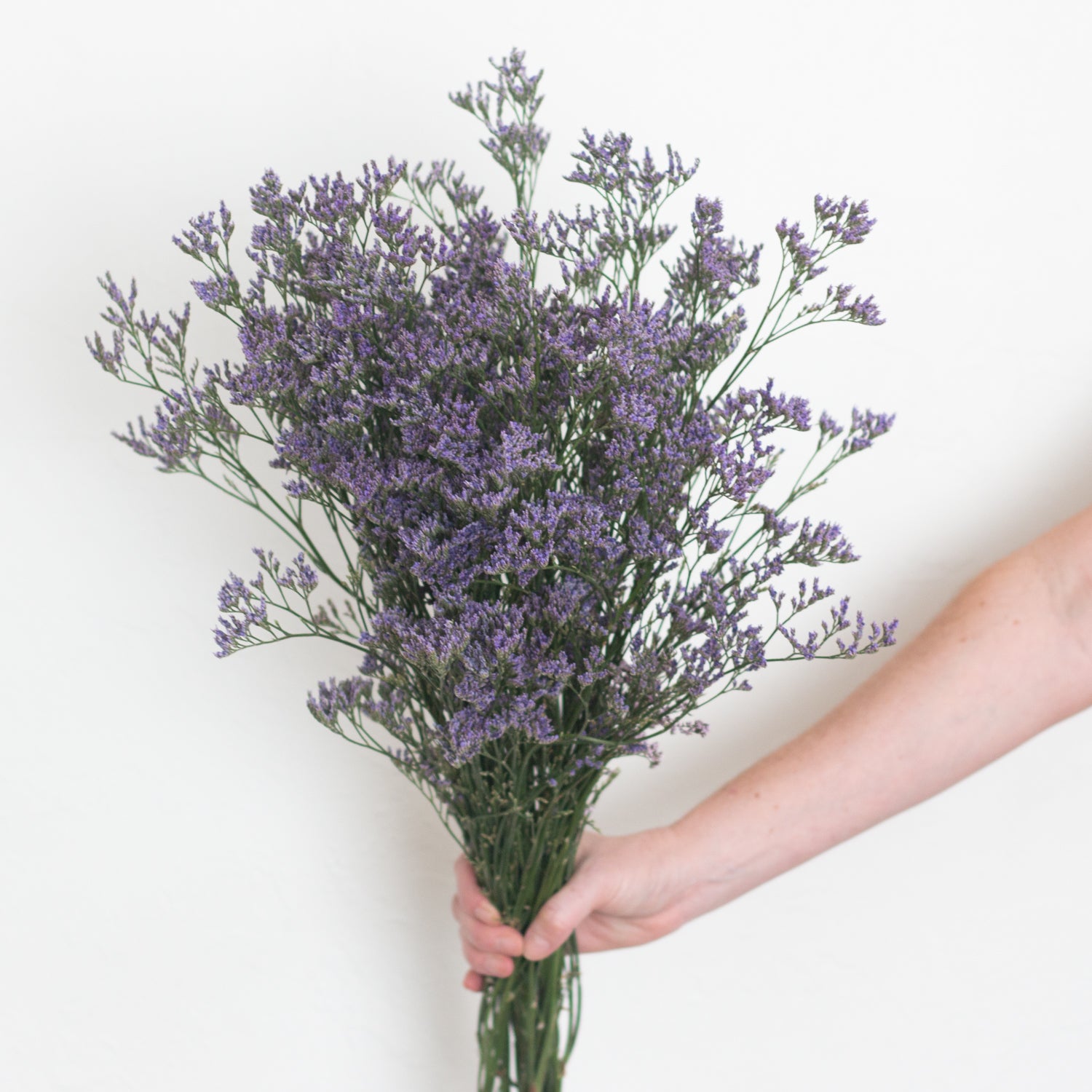 Purple Limonium Flower