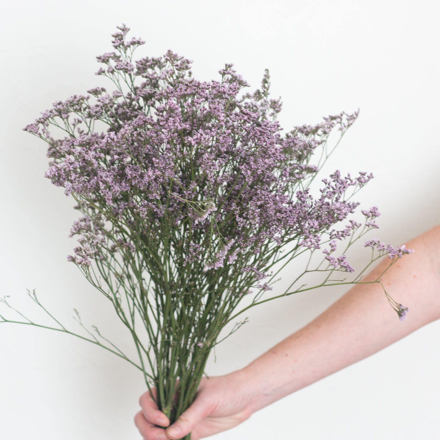 Lavender Limonium Flower