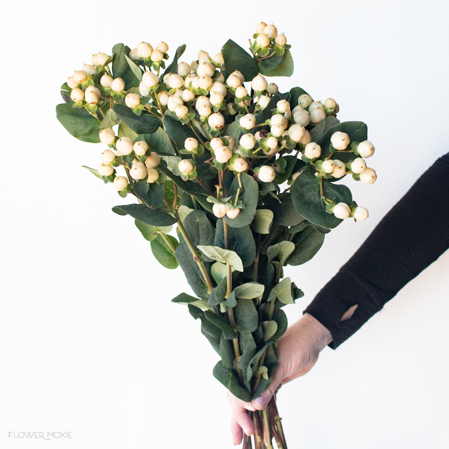 Cream Hypericum Berries