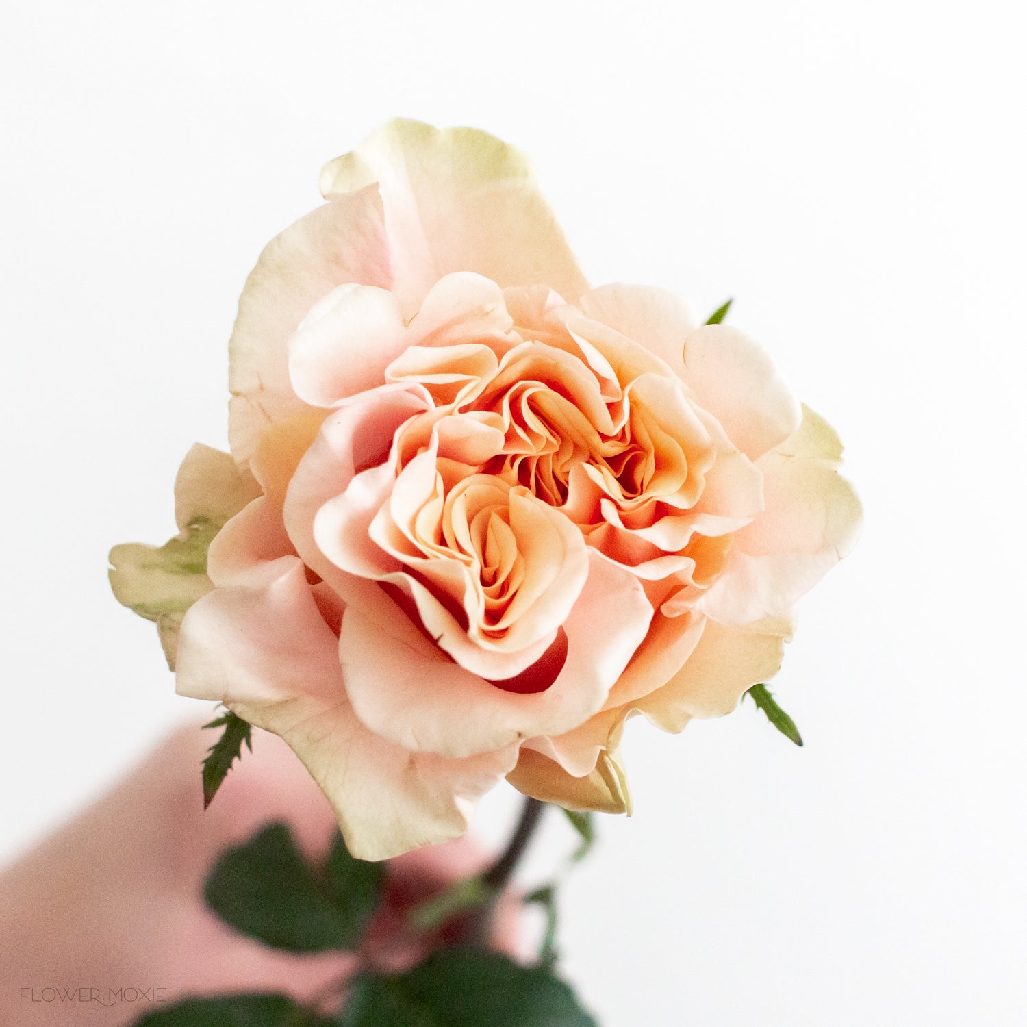 Peach Phoenix Rose