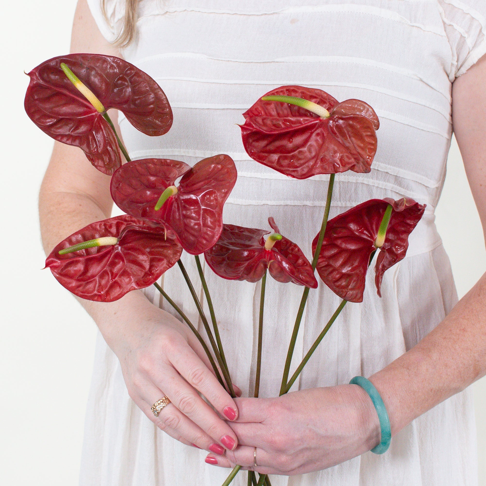 Choco Dark Burgundy Anthurium