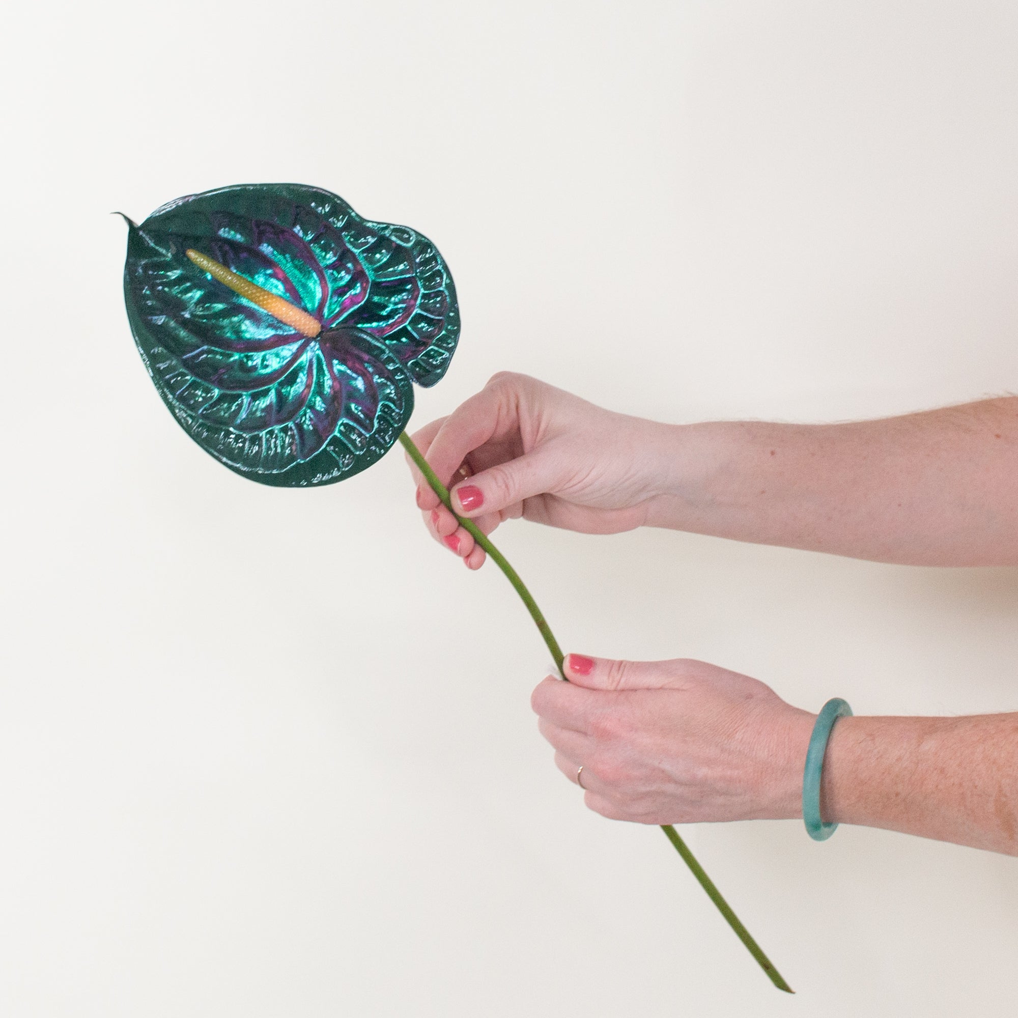 Emerald City Iridescent Anthurium