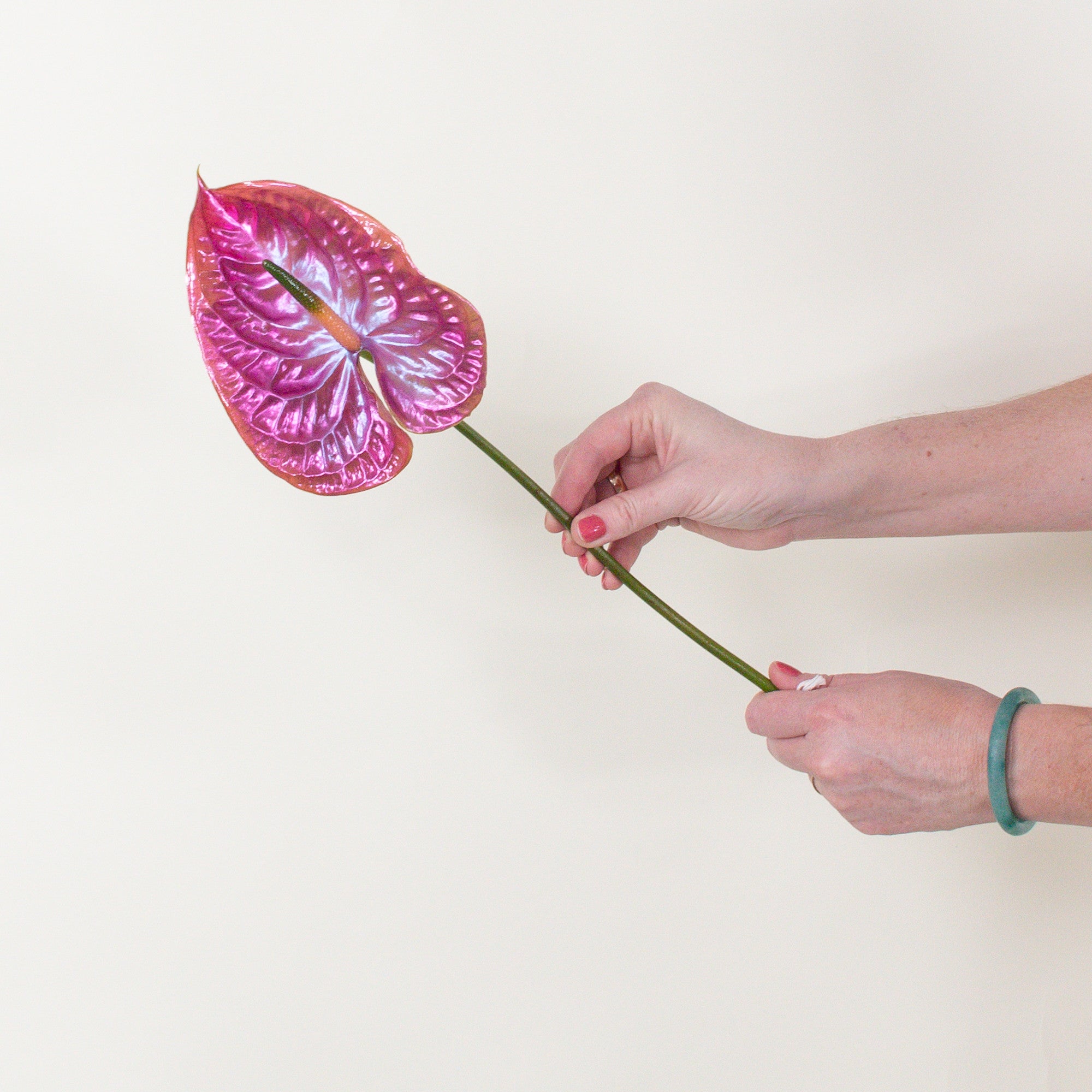 Cloud 9 Iridescent Anthurium