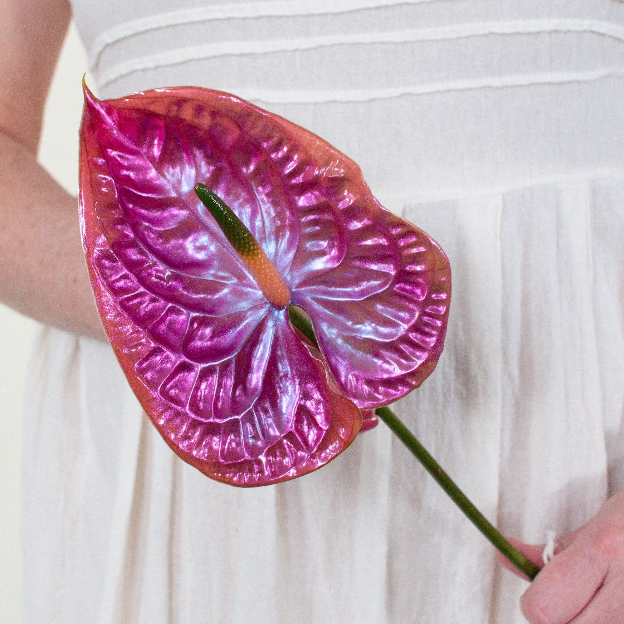 Cloud 9 Iridescent Anthurium