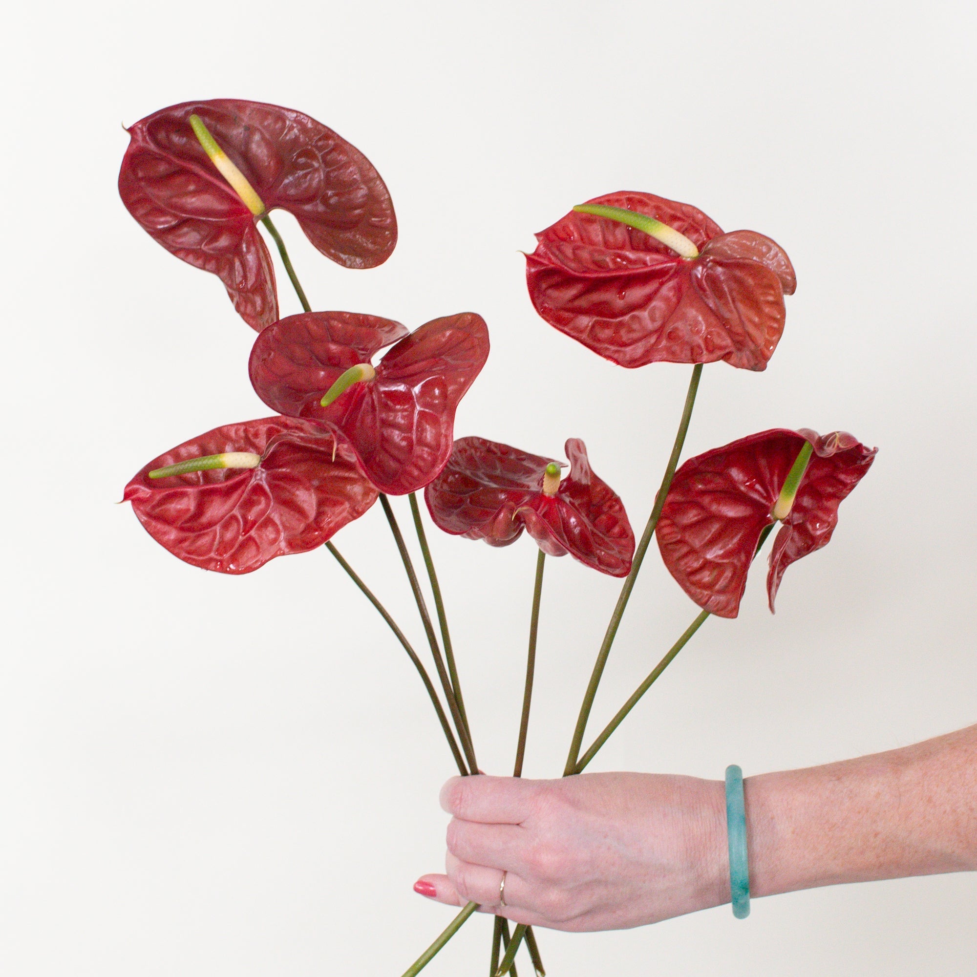 choco anthurium