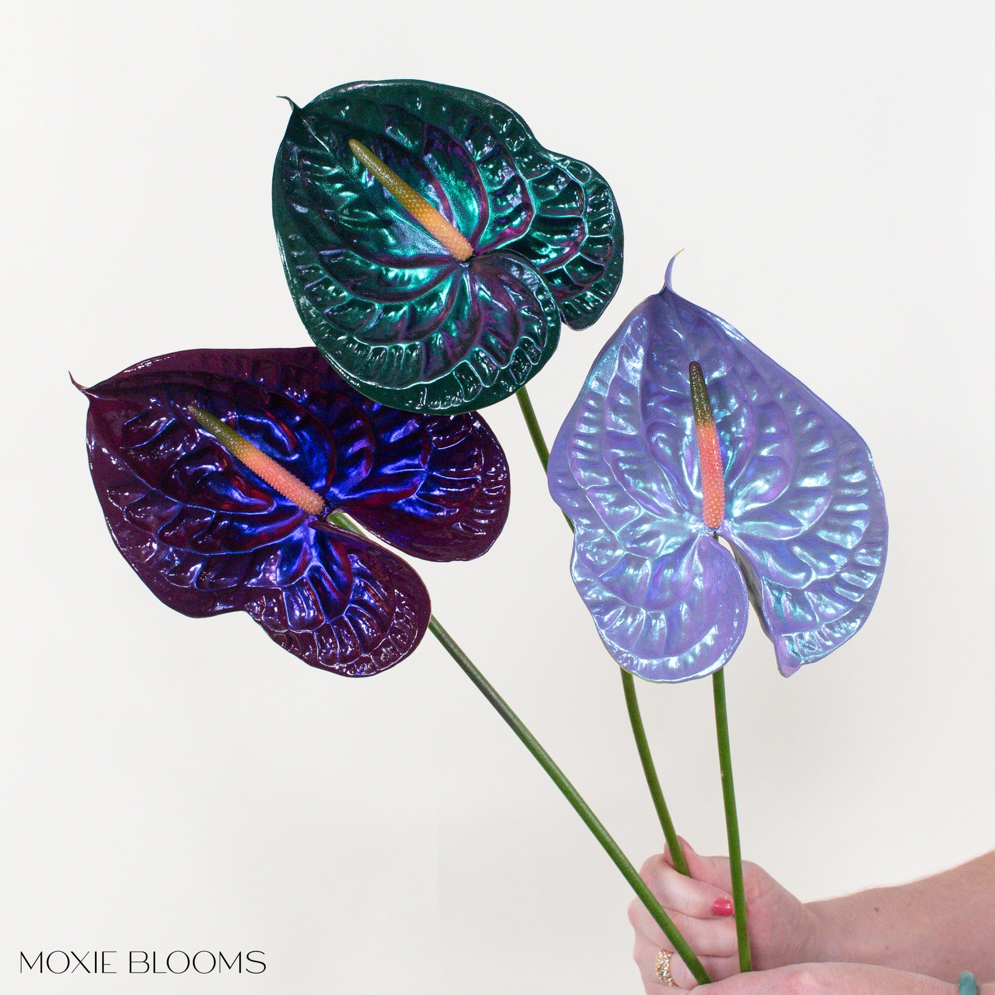 Mood Ring Iridescent Anthurium