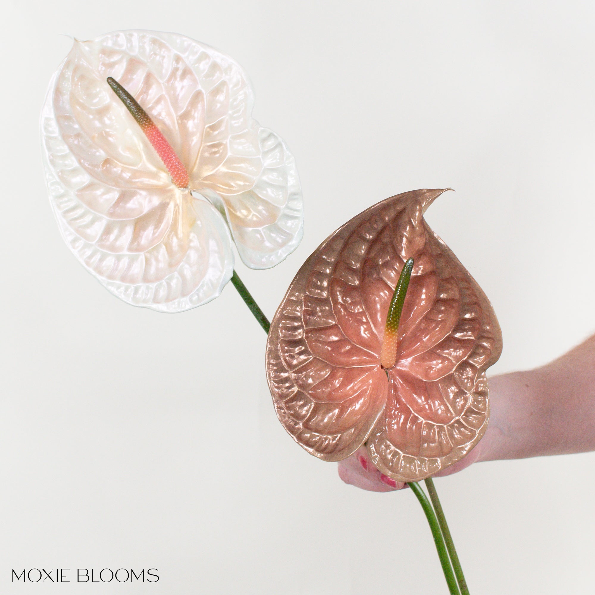 Coffee Break Iridescent Anthurium