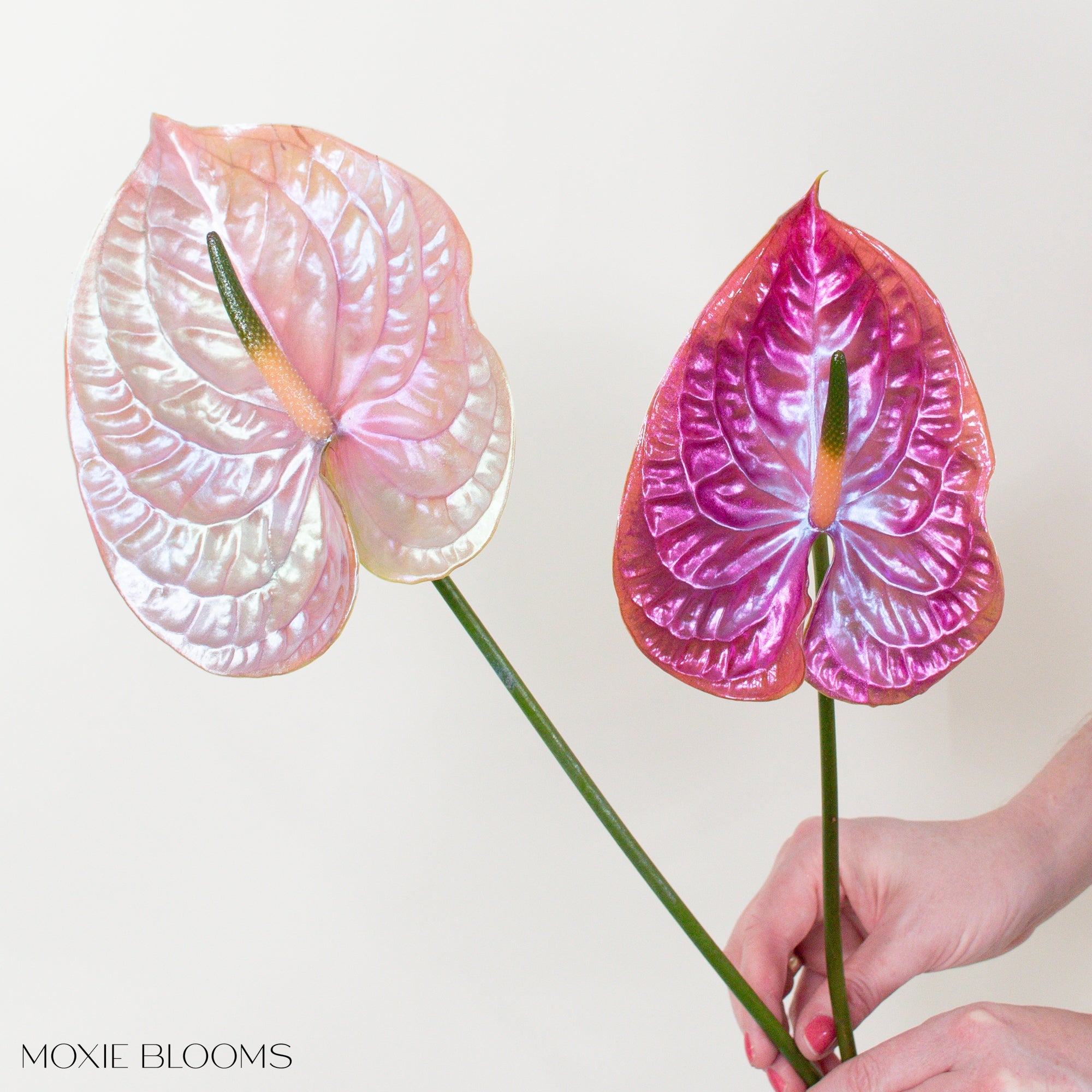 Thelma and Louise Iridescent Anthurium