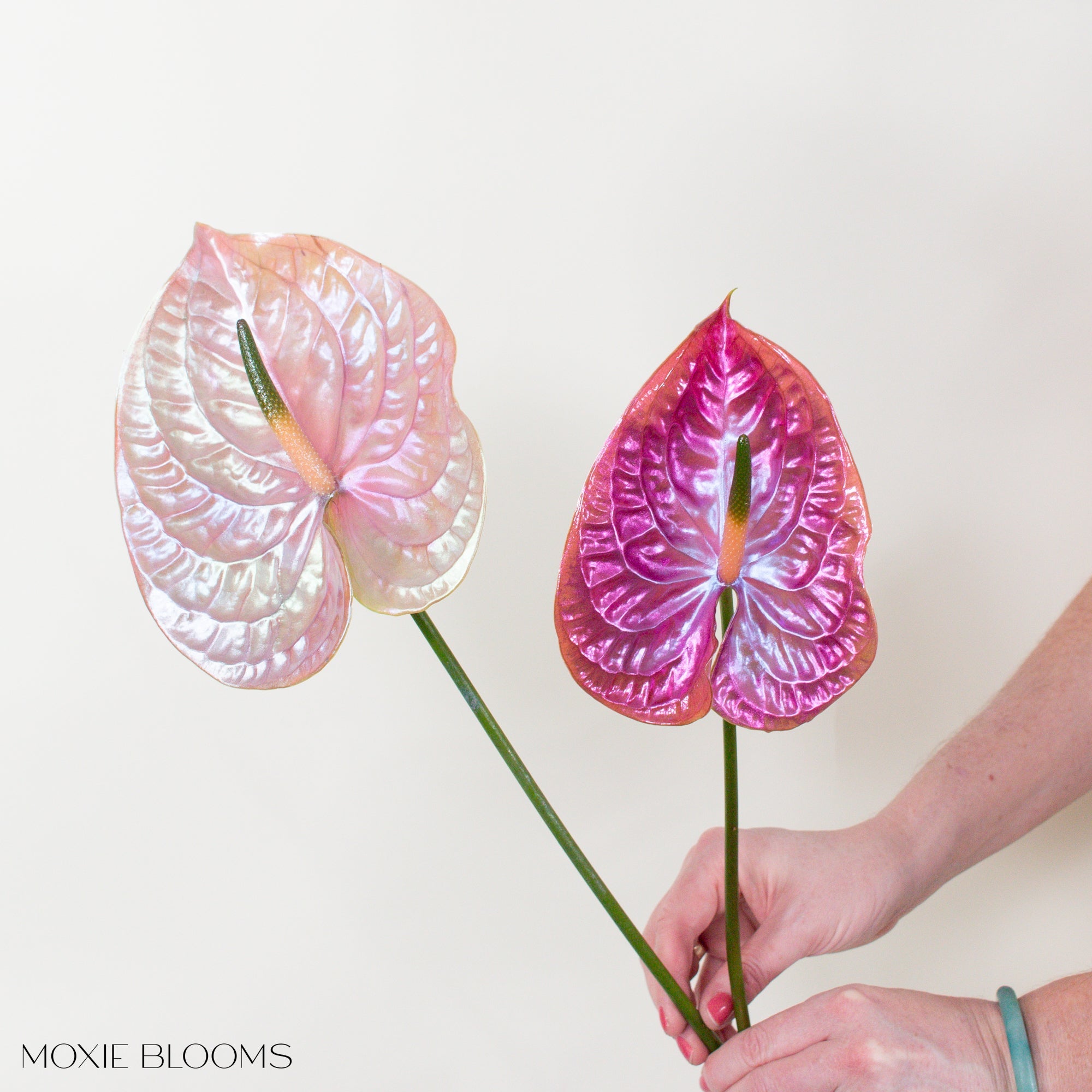 Thelma and Louise Iridescent Anthurium