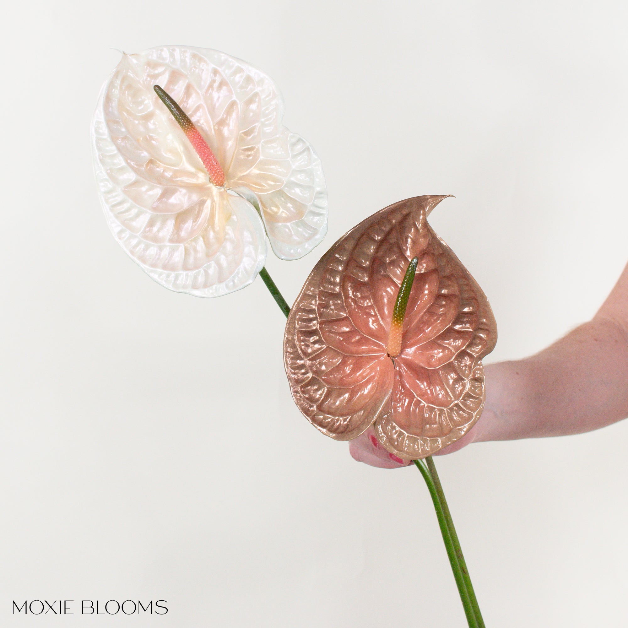 Coffee Break Iridescent Anthurium