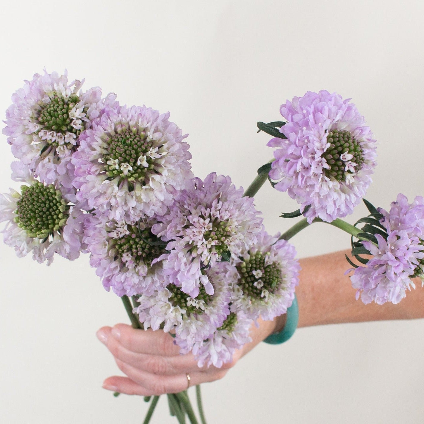 lavender scabiosa flower