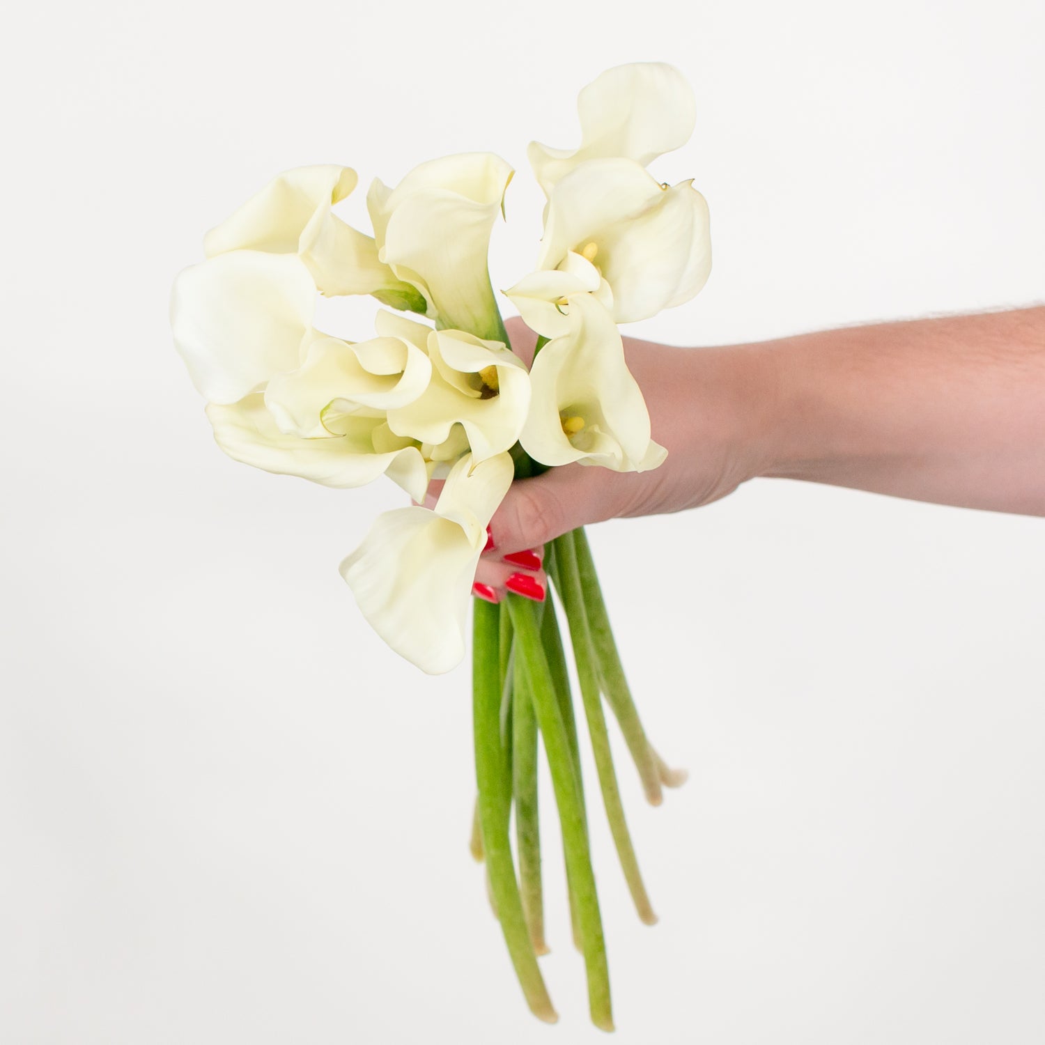 white calla lily