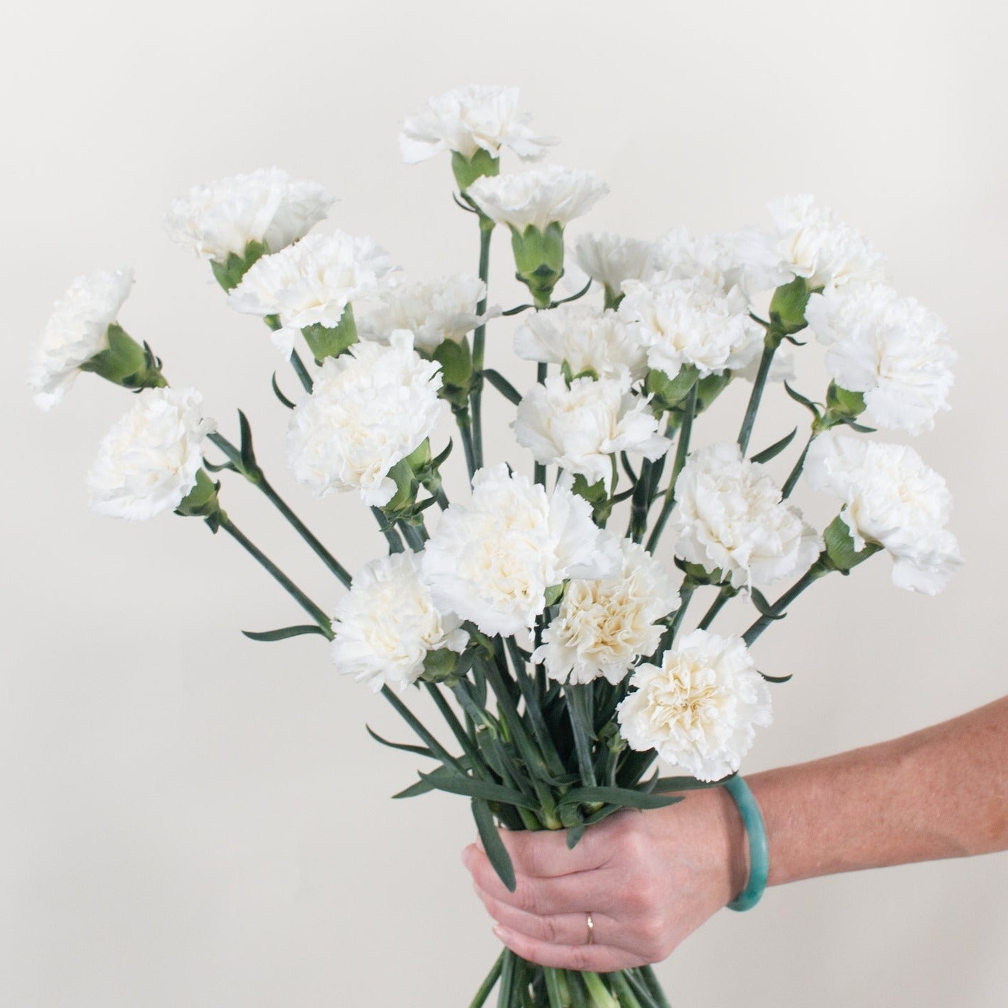 white carnation flower