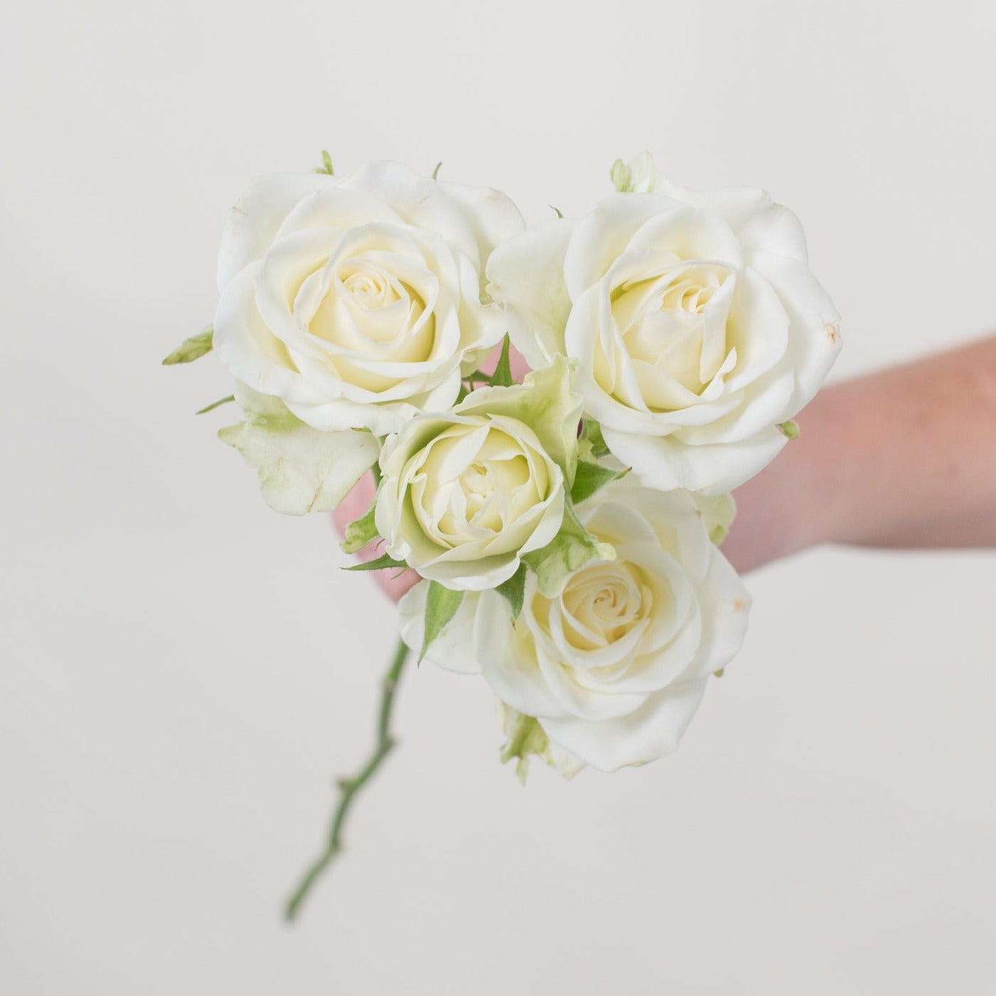 cream or white spray rose flower