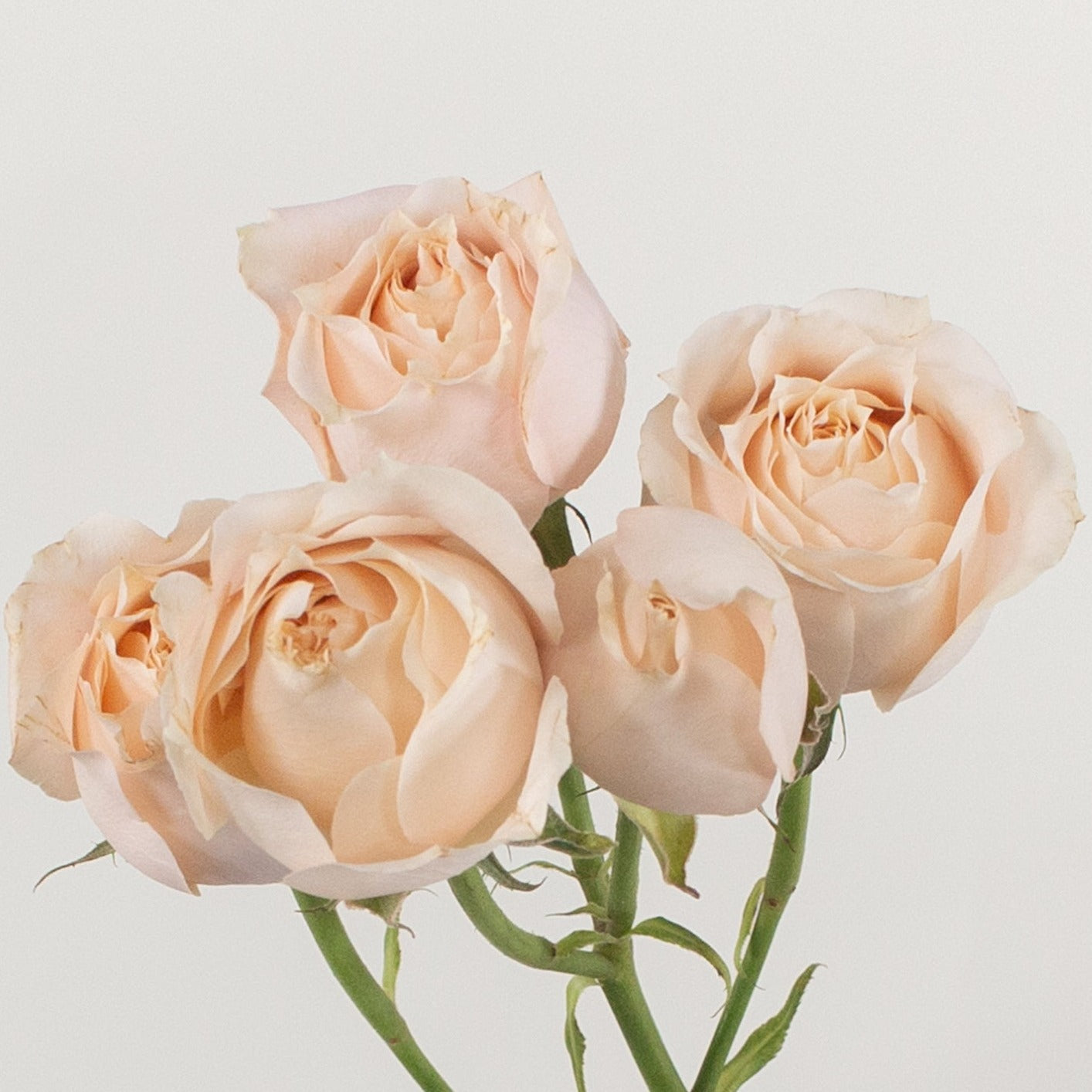 peach spray rose