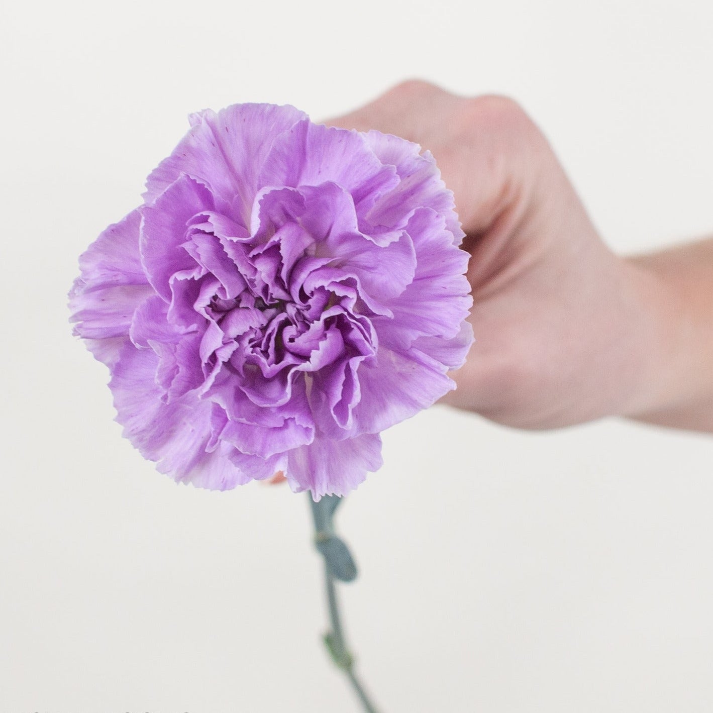 Lavender Carnation Flower