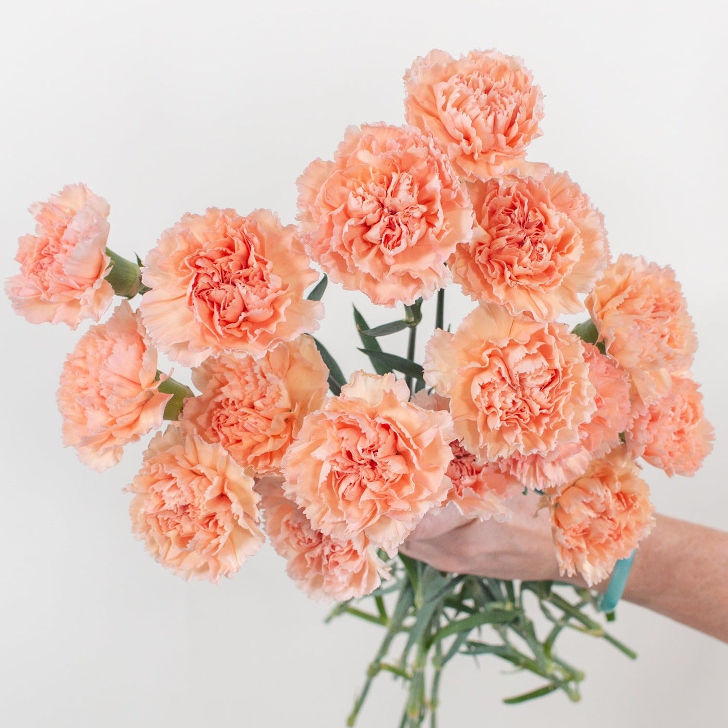 peach carnation flower