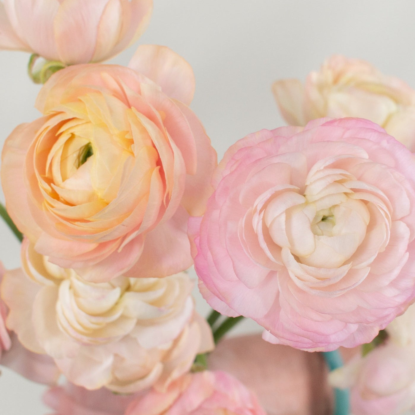 peach ranunculus flower