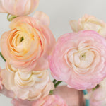 peach ranunculus flower