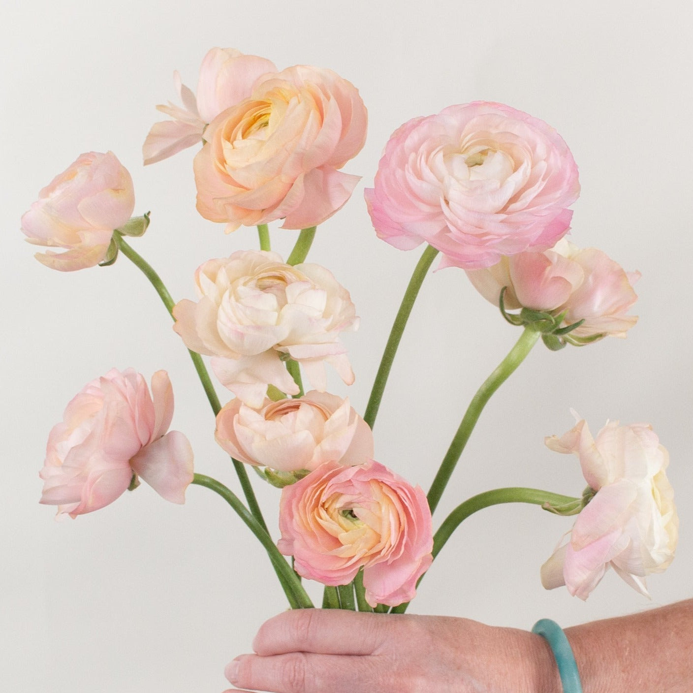 peach ranunculus flower