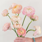 peach ranunculus flower