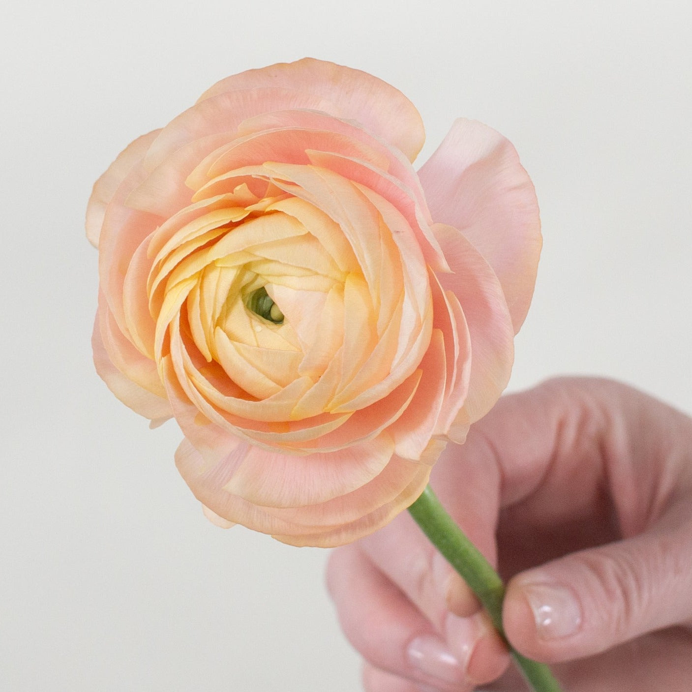 peach ranunculus flower