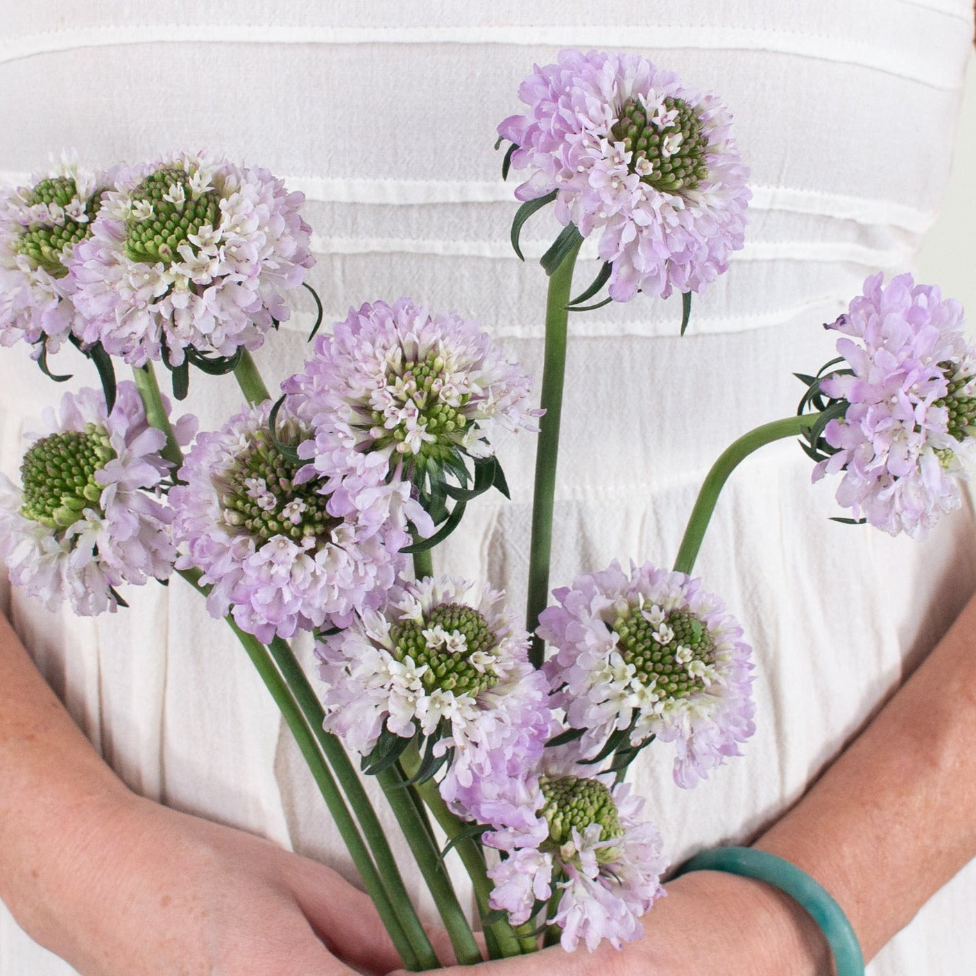 lavender scabiosa flower