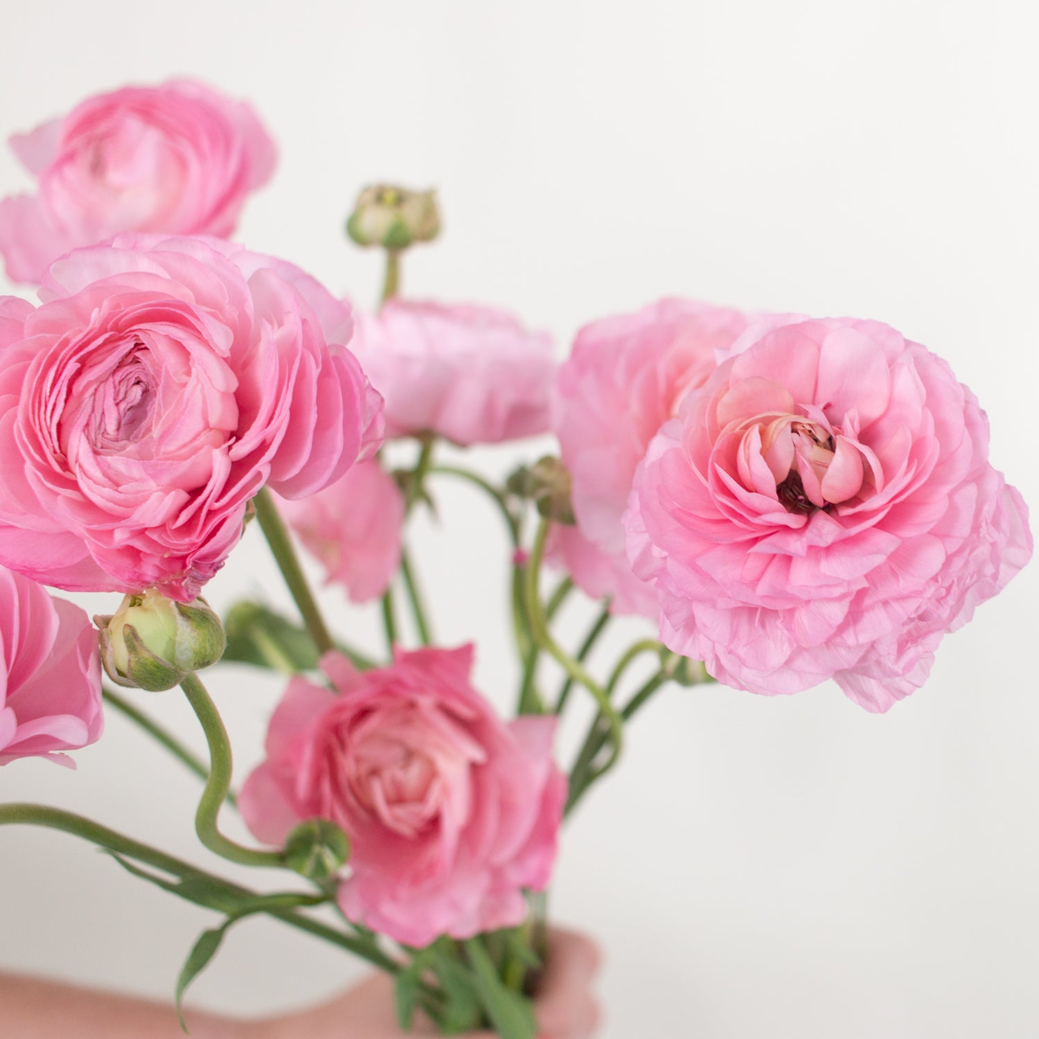 pink ranunculus flower