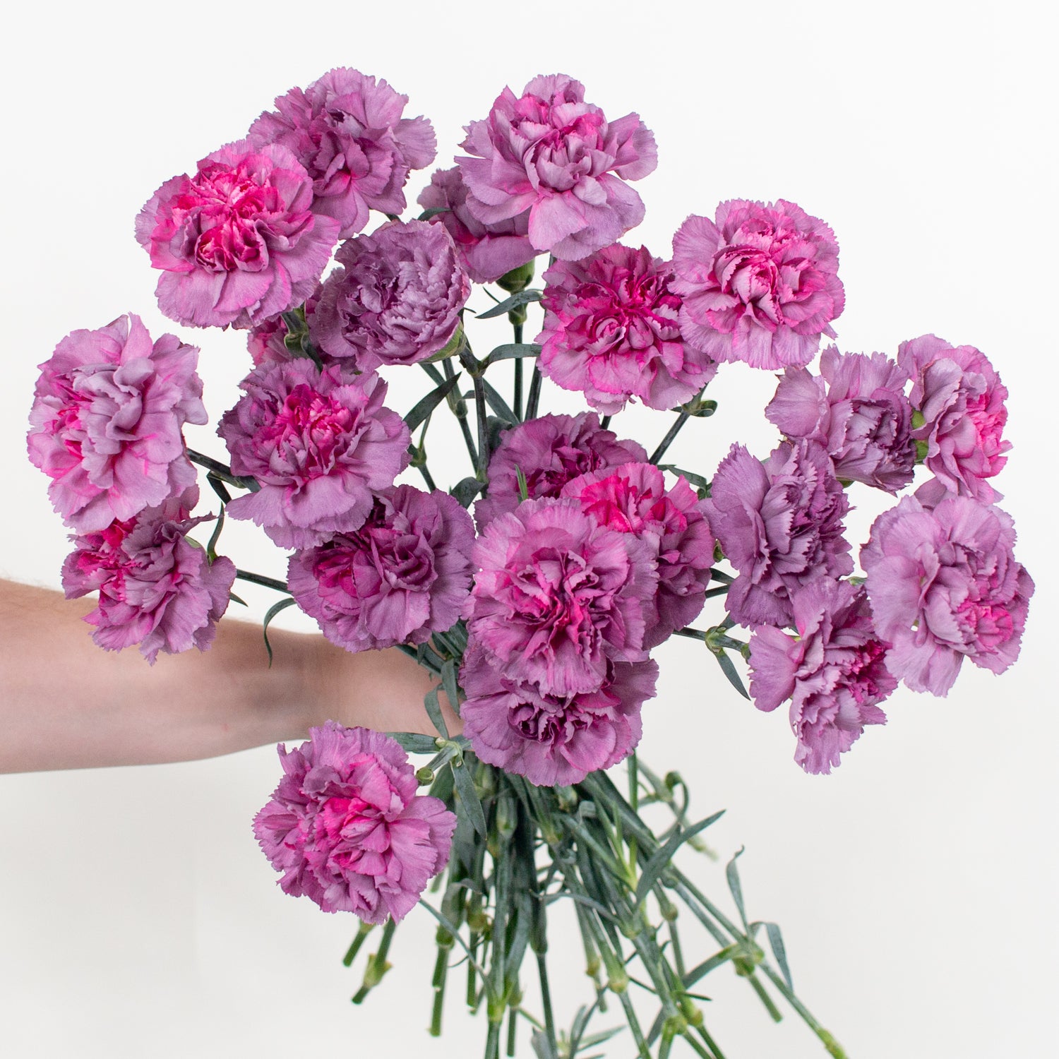 Dusty Lavender Hypnosis Fancy Carnation Flower