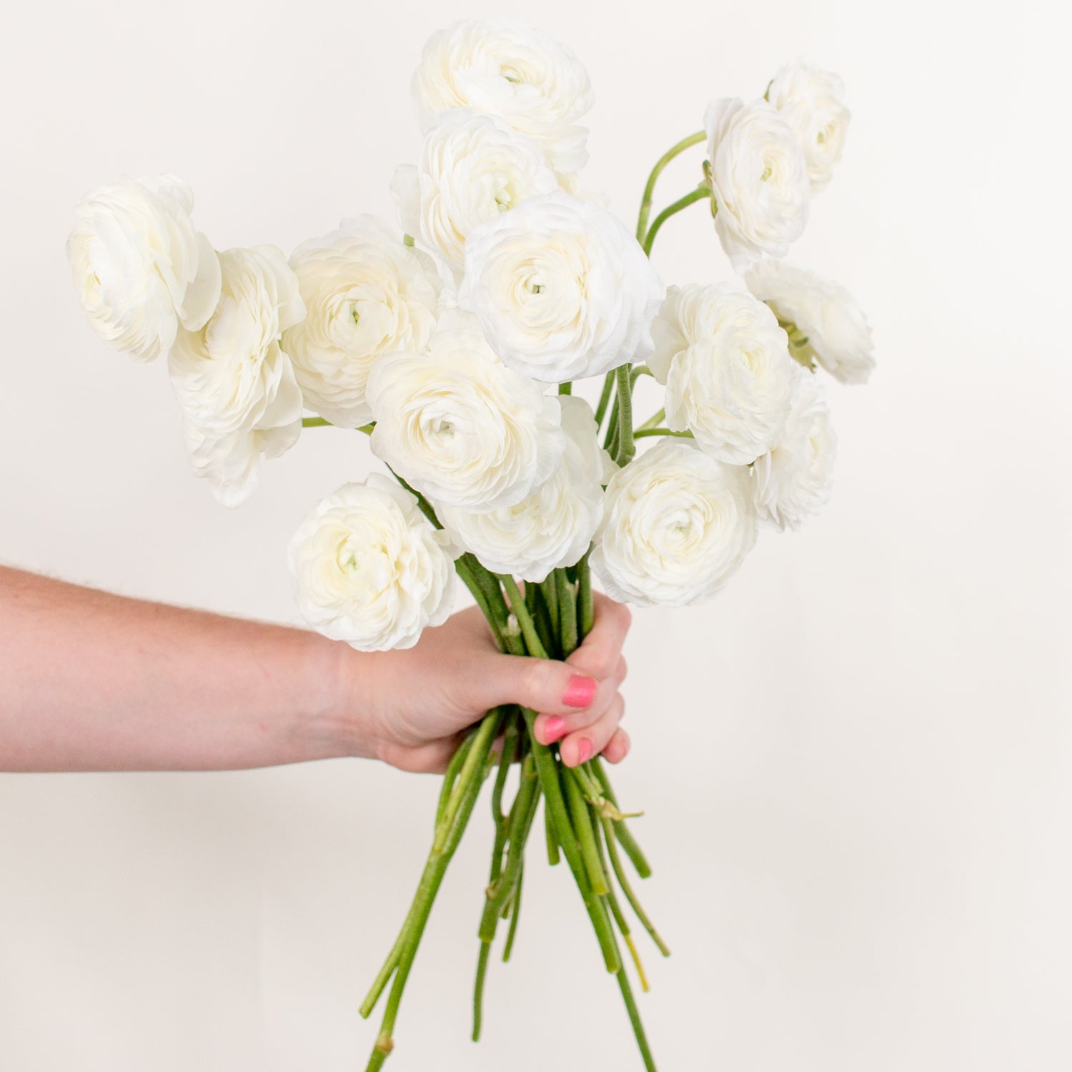 white ranunculus flower