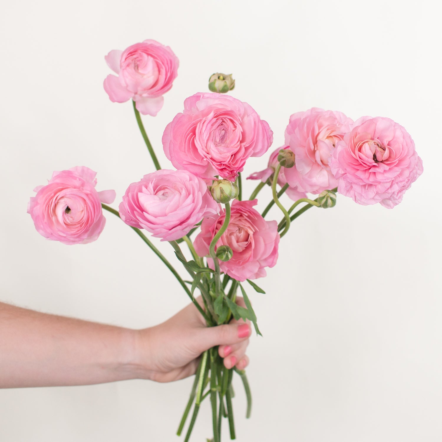 pink ranunculus flower