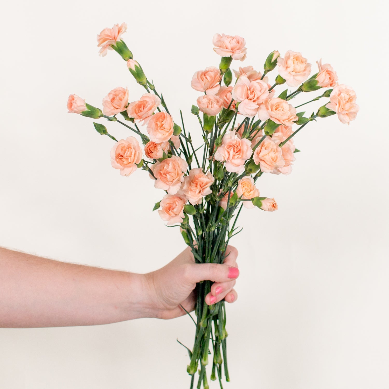 peach mini carnation flower