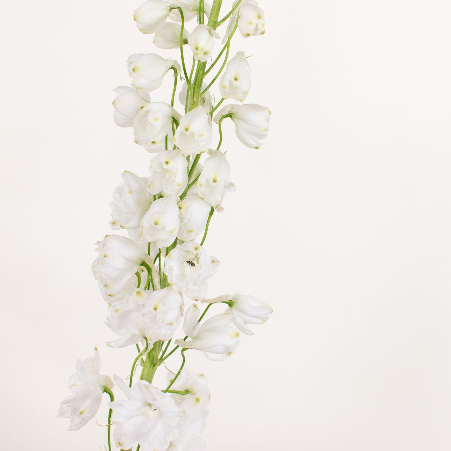 white delphinium flower