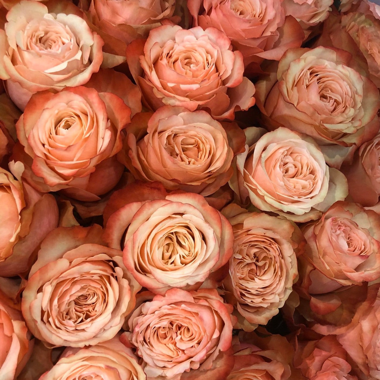 kahala terracotta bulk roses for weddings