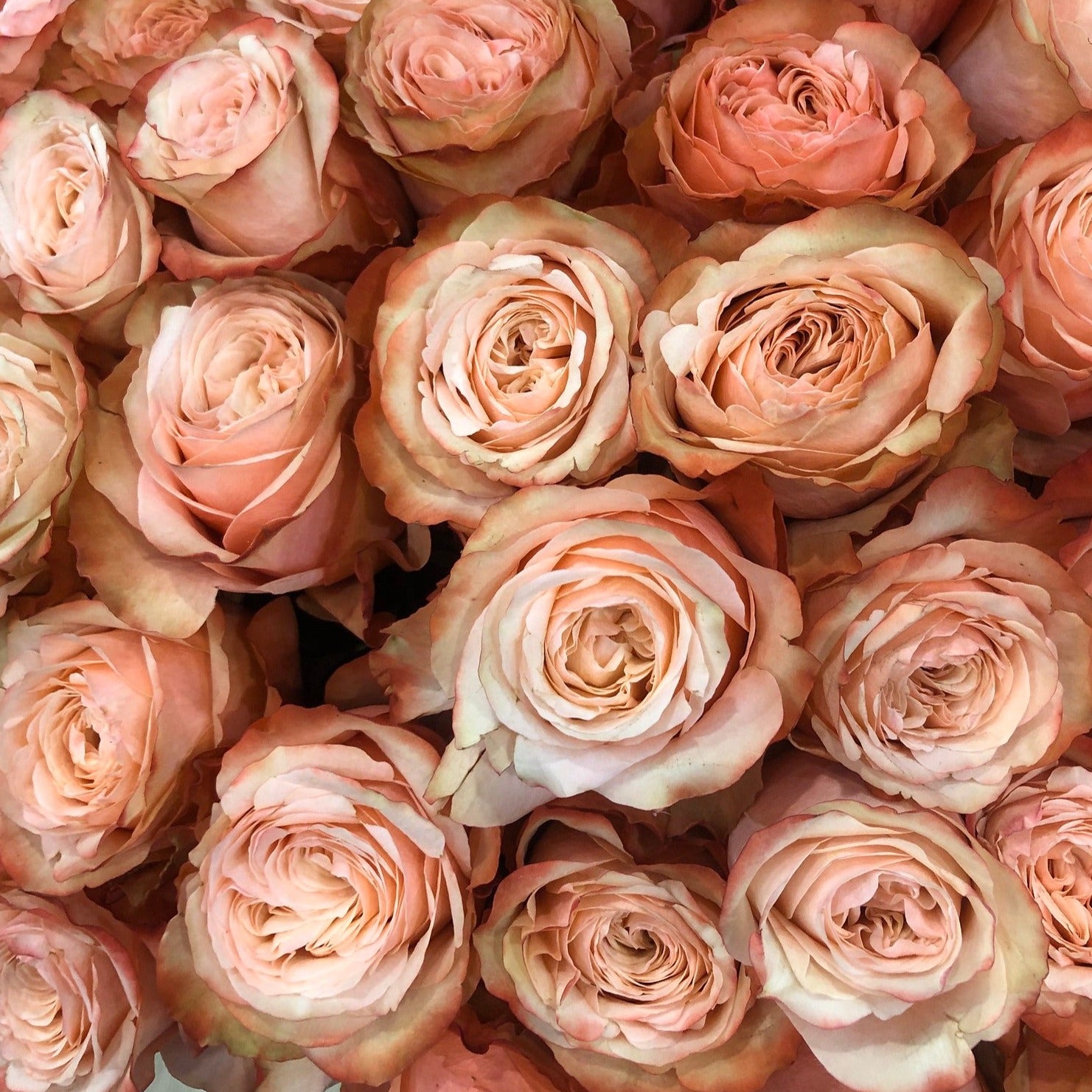 kahala terracotta bulk roses for weddings