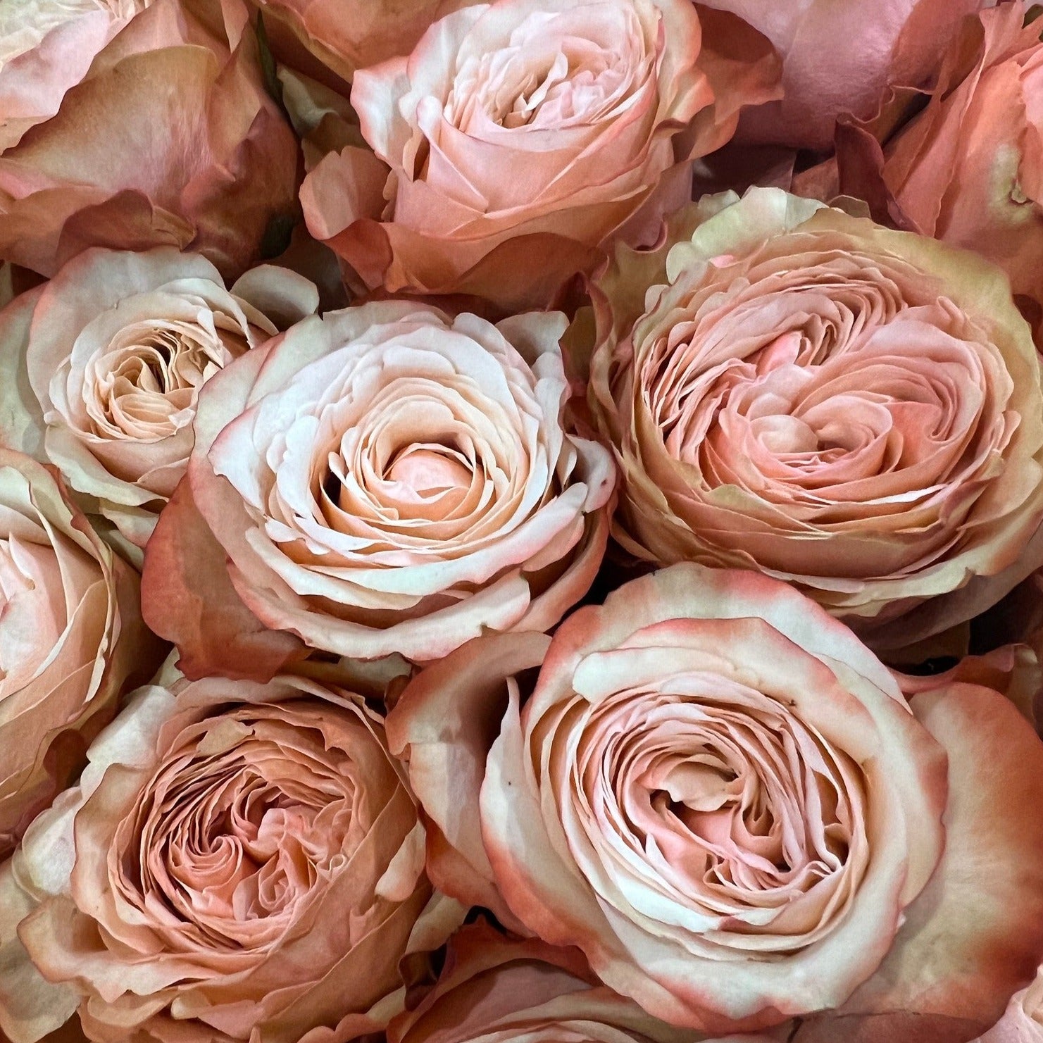 kahala terracotta bulk roses for weddings