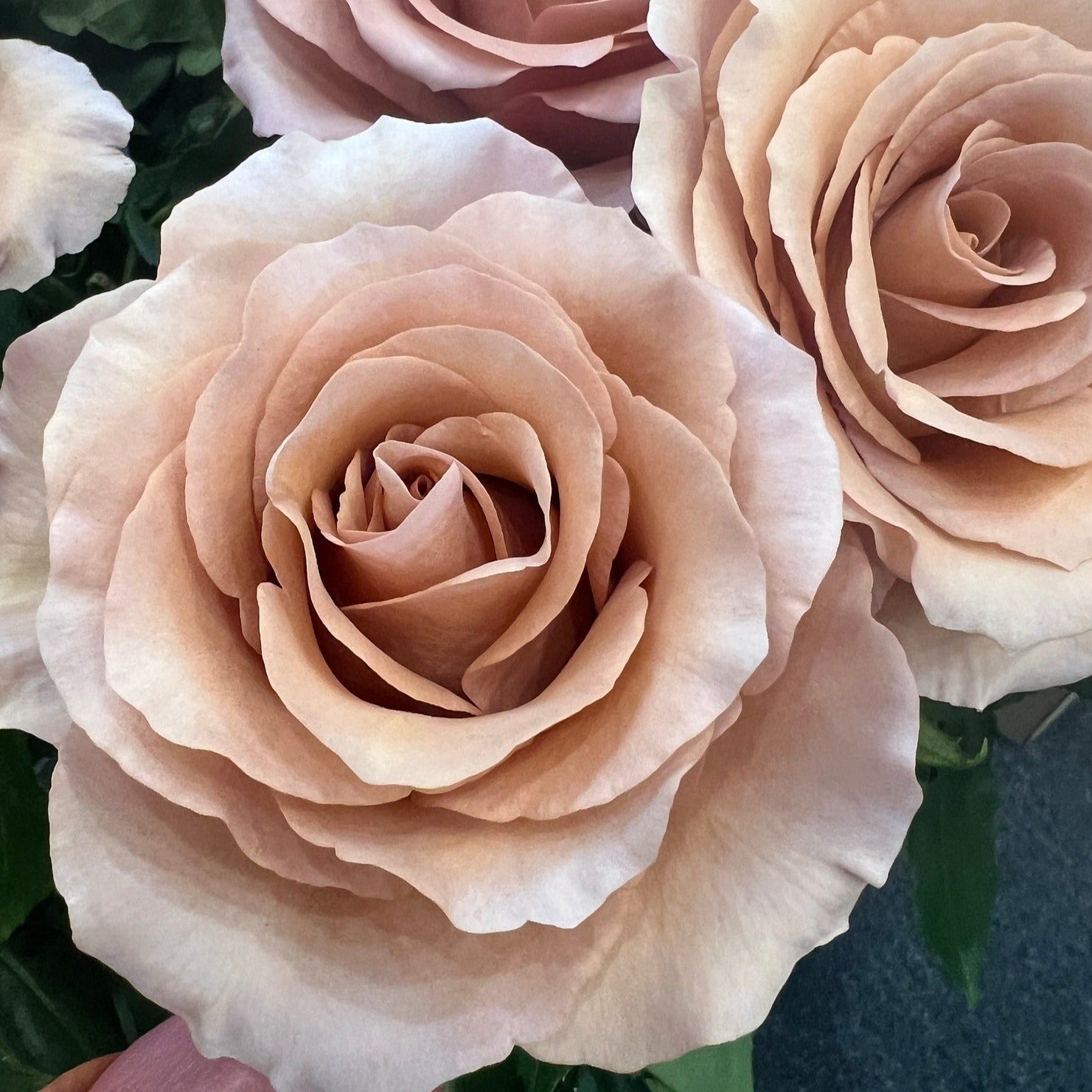 dusty terracotta Moab rose