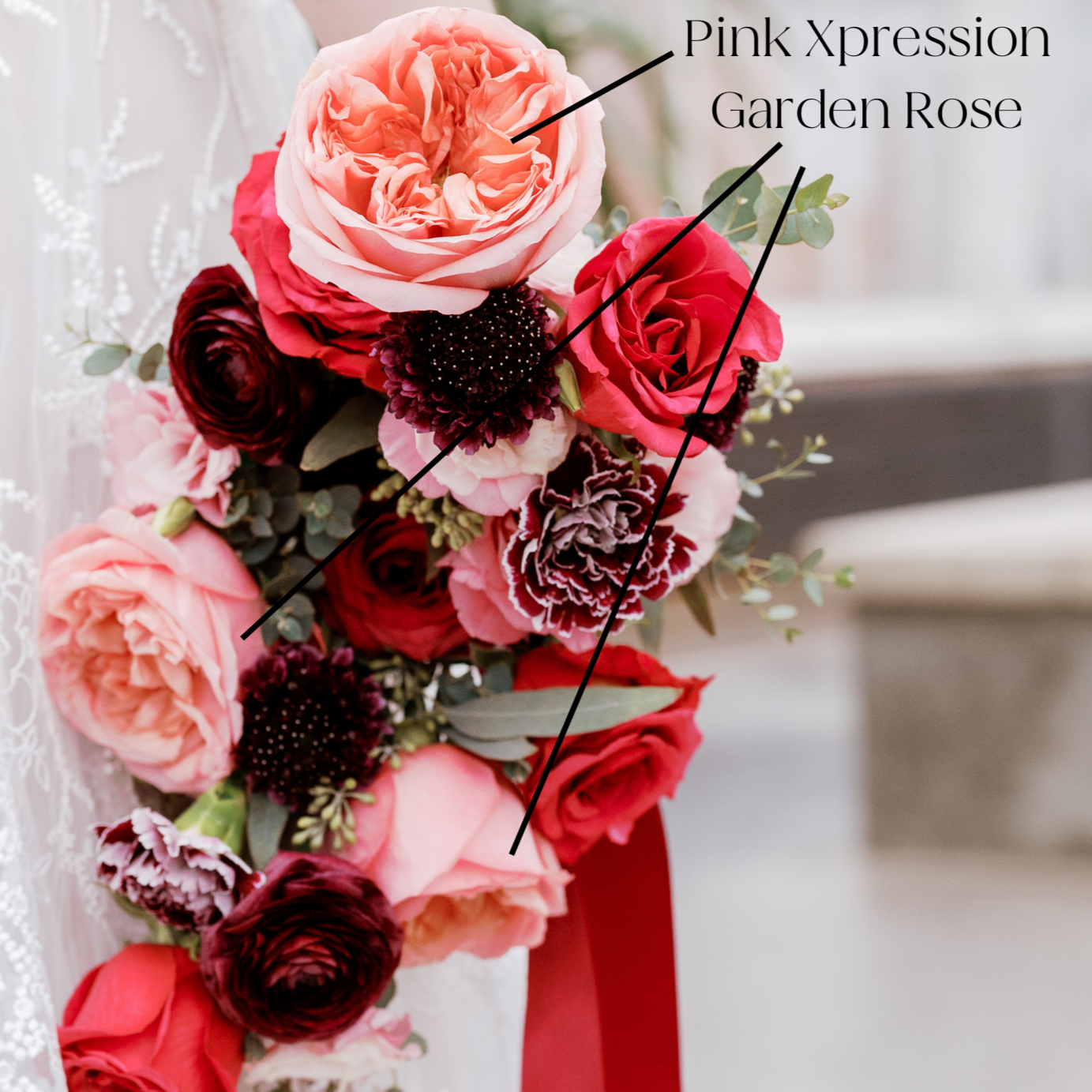 Pink Xpression Garden Rose