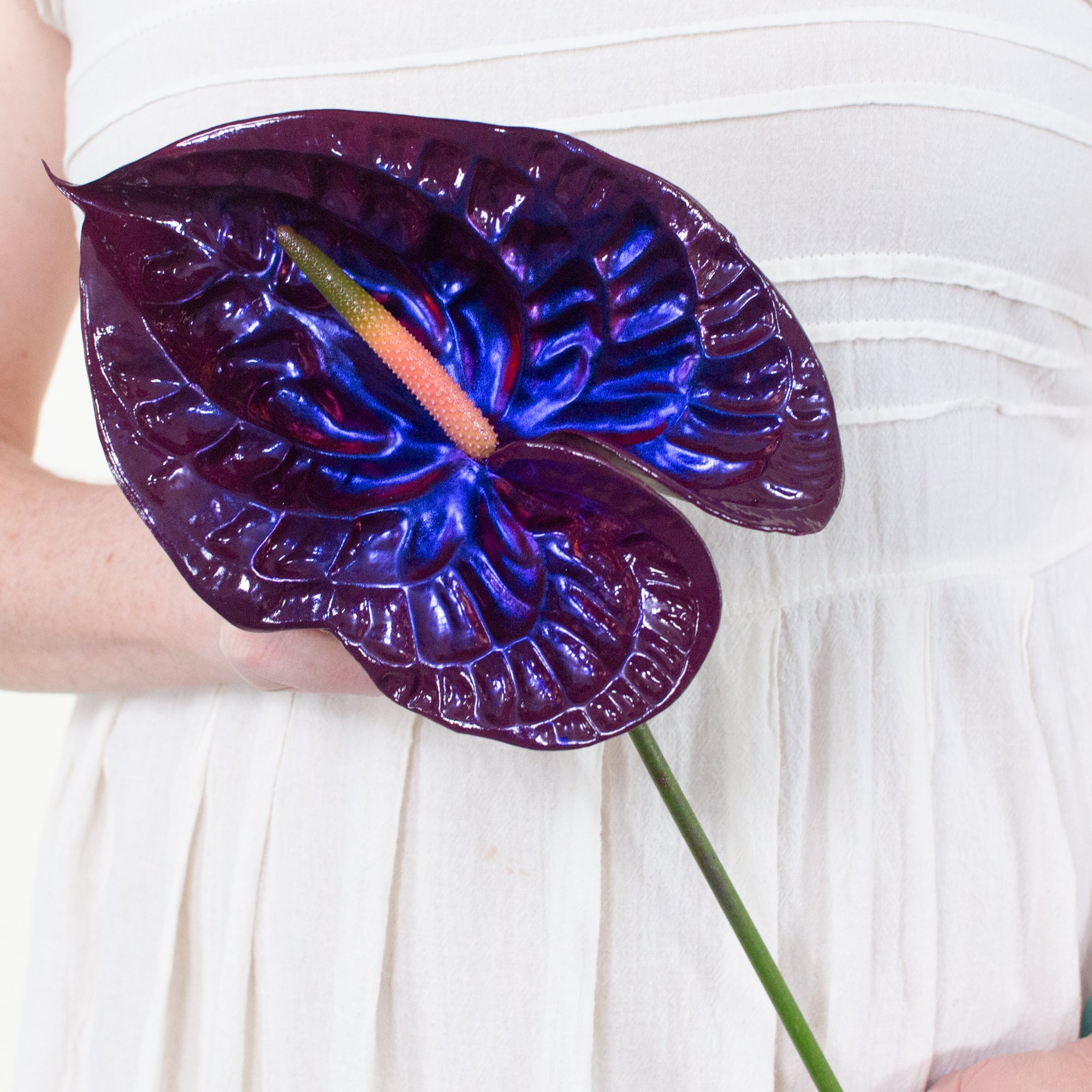 Jelly Iridescent Anthurium