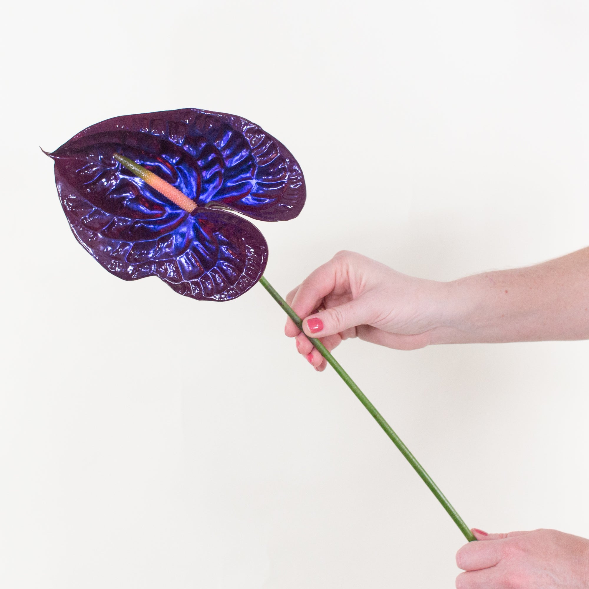 Jelly Iridescent Anthurium