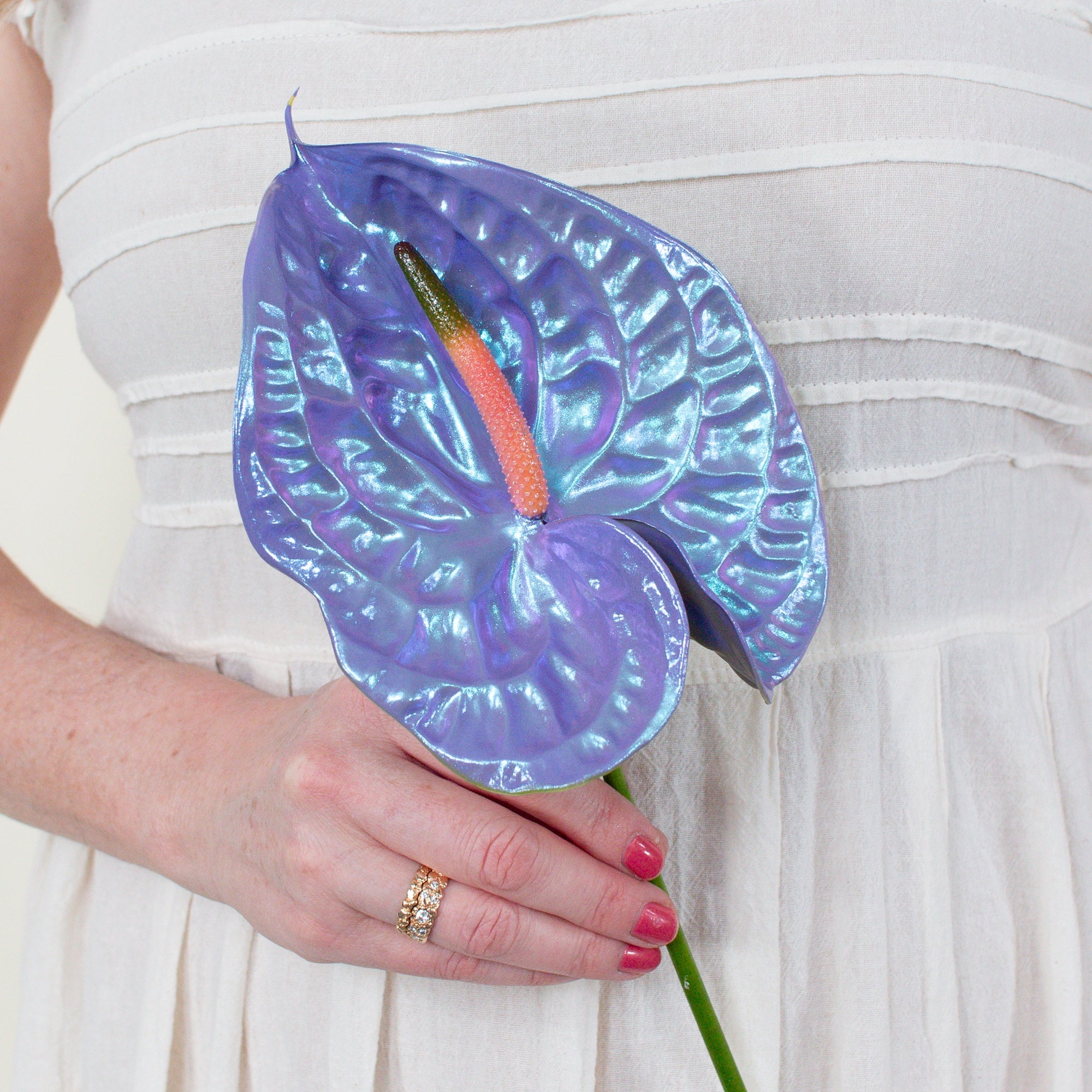 Mochi Iridescent Anthurium