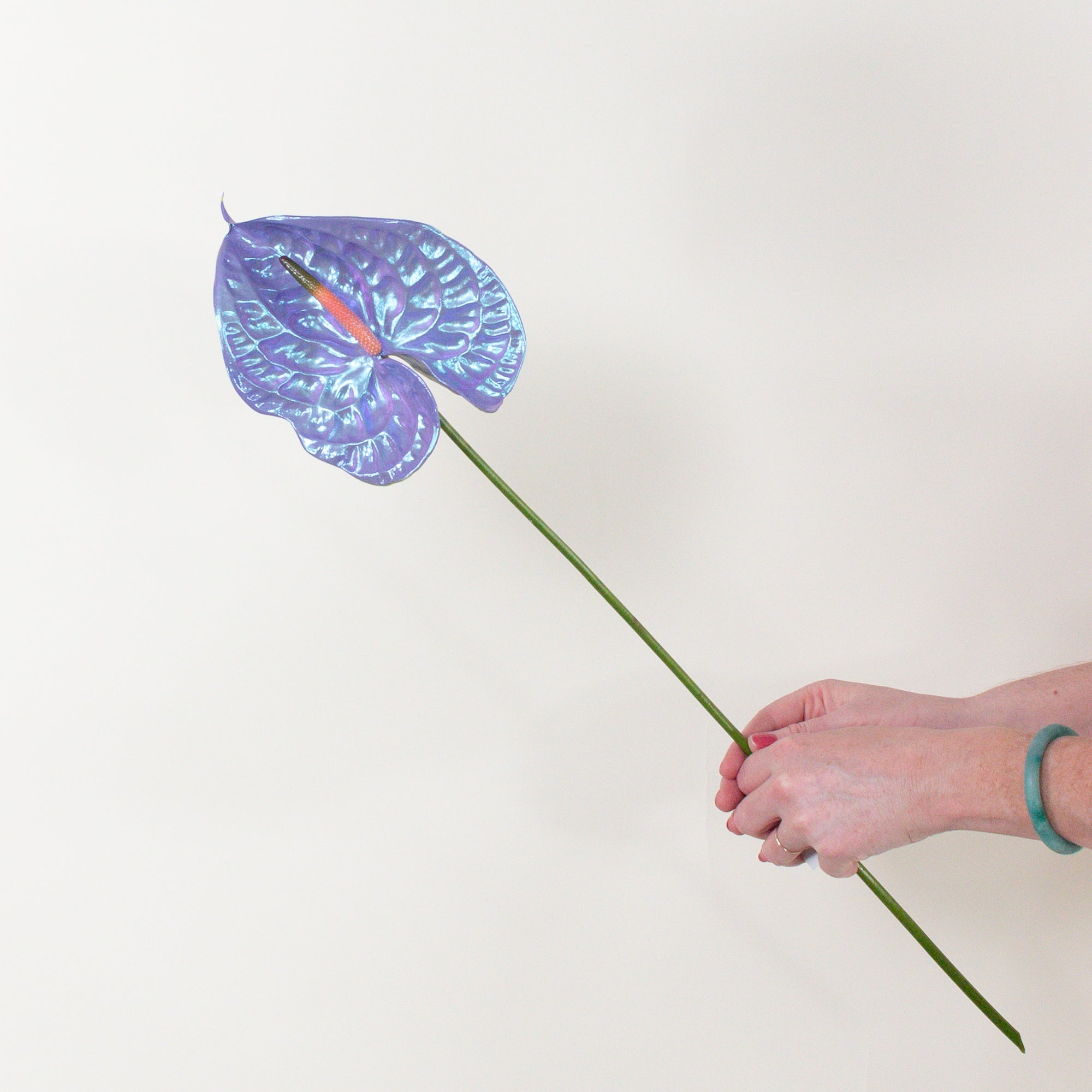 Mochi Iridescent Anthurium