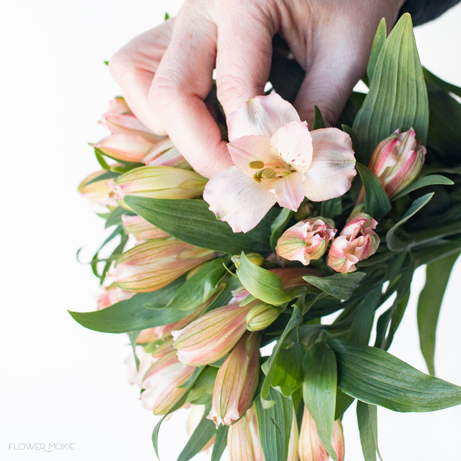 Pink Alstroemeria Flowers