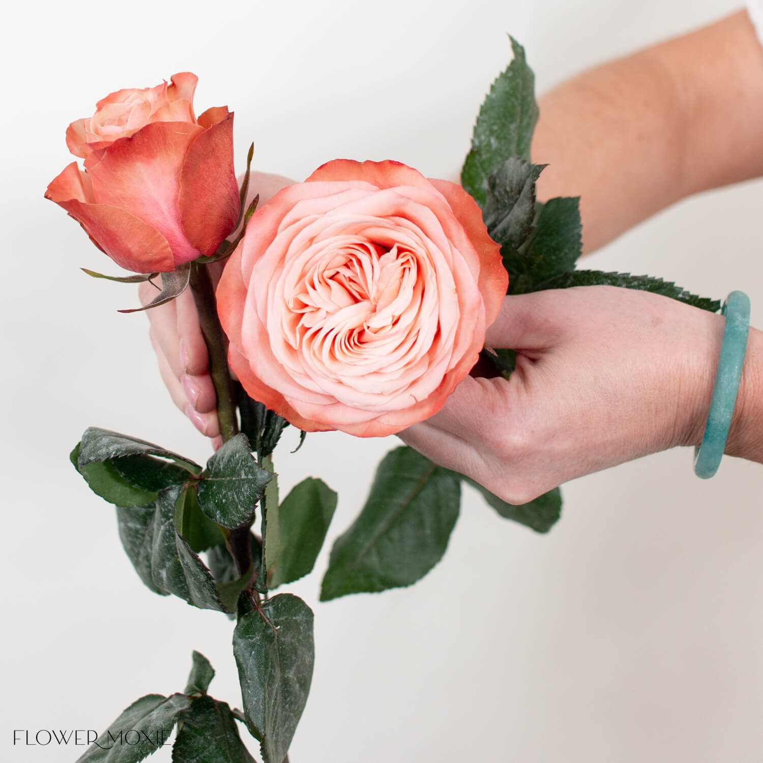 kahala terracotta bulk roses for weddings