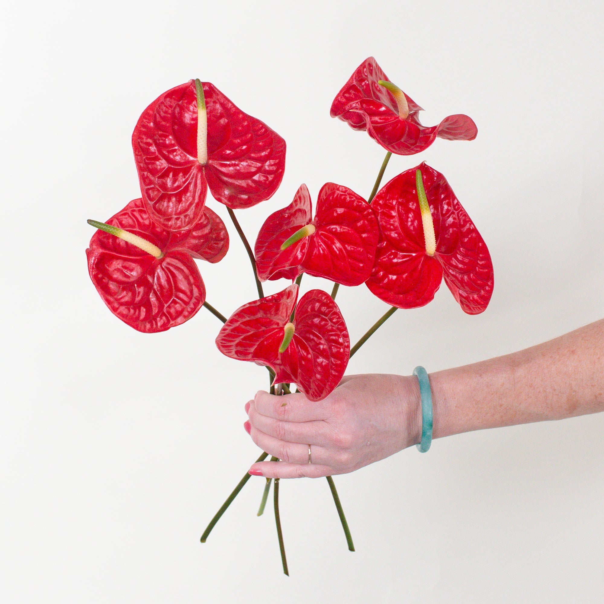 red anthurium