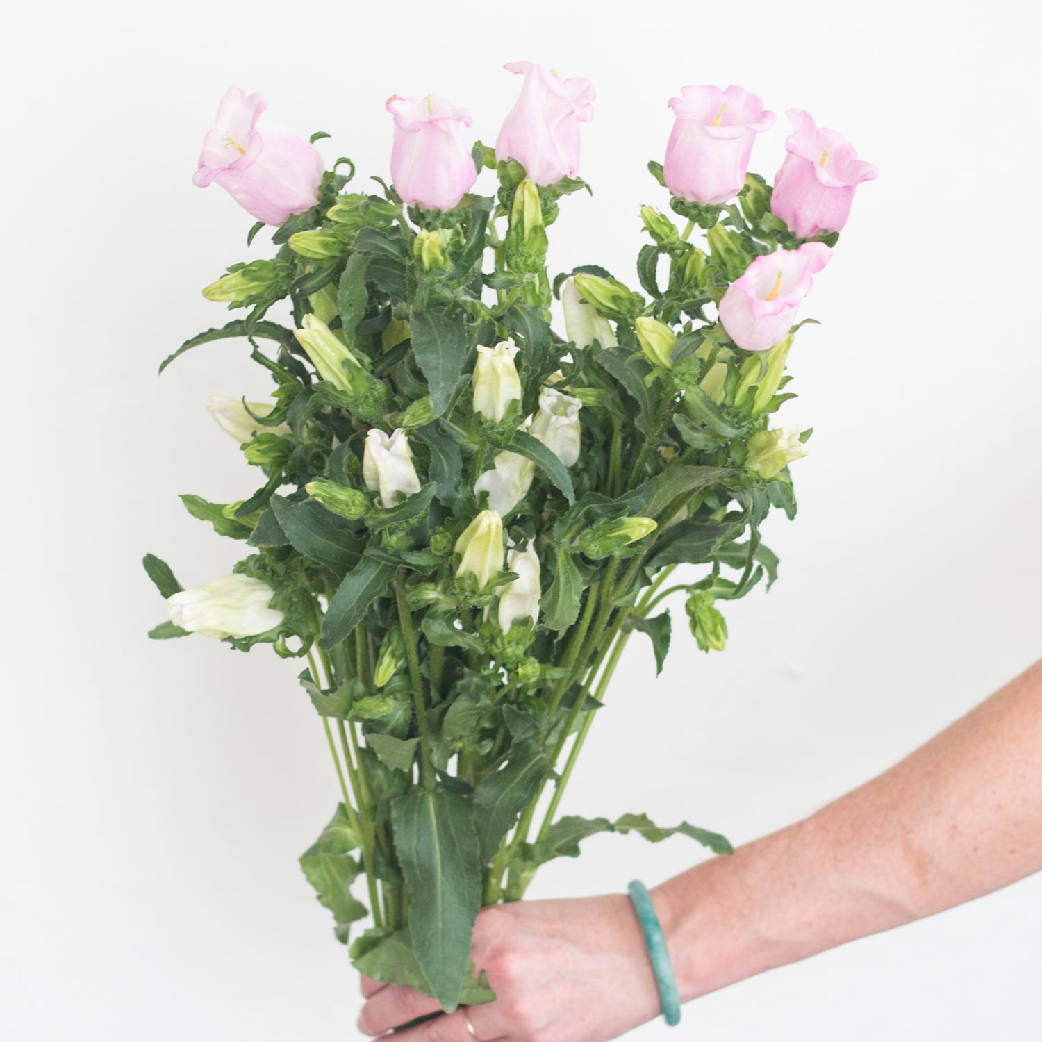 blush pink campanula flower